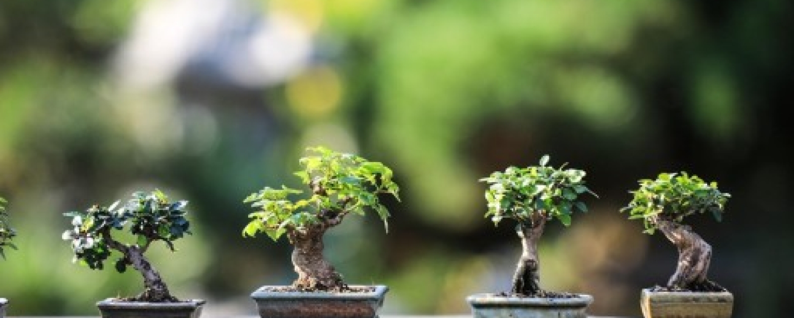 O Início da Cura: Origens Místicas e Históricas do Reiki