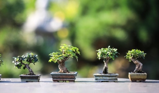 O Início da Cura: Origens Místicas e Históricas do Reiki