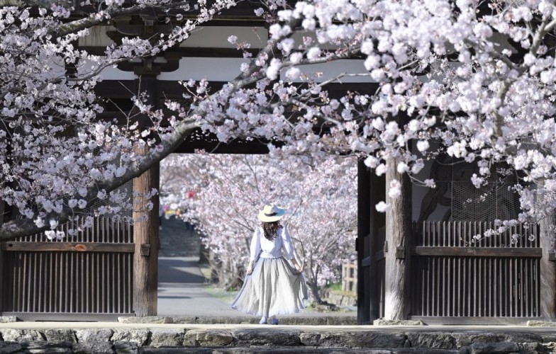 Graus do Reiki Integrado: Currículo e Síntese