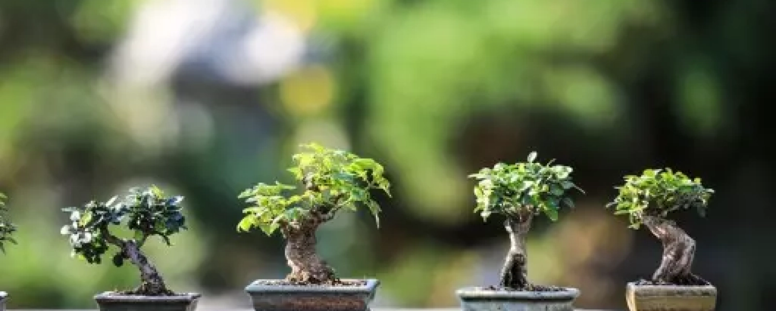 O Início da Cura: Origens Místicas e Históricas do Reiki